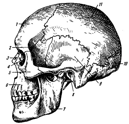 . 33.  ( ). 1 -  ; 2 -   ( ); 3 -  ; 4 -  ; 5 -  ; 6 -  ; 7 -  ; 8 -   ; 9 -  ; 10 -  ; 11 -  