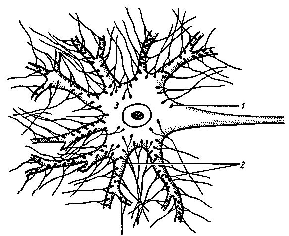 Рис. 106. Синаптические бляшки (1) окончаний пресинаптических аксонов образуют соединения на дендритах (2) и теле (3) нейрона [Стерки П., 1984]