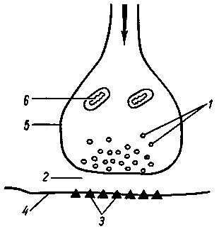 Рис. 107. Межнейронный синапс [Стерки П., 1984]. 1 - синаптические пузырьки; 2 - синаптическая цель; 3 - постсинаптические рецепторы; 4 - постсинаптическая мембрана; 5 - синаптическая бляшка; 6 - митохондрия
