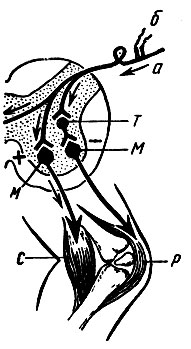 Рис. 108. Схема антагонистической иннервации мышц - сопряженное торможение. С - сгибатели колена; Р - разгибатели колена; а - чувствительный нейрон; б - электроды; М - двигательные нейроны; T - тормозной нейрон (Реншоу); знак 'плюс' - возбуждение нейрона; знак 'минус' - торможение нейрона