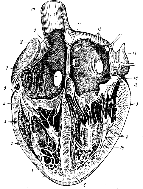 Рис. 105. Сердце. 1 - мышечная оболочка правого желудочка; 2 - сосочковые мышцы; 3 - сухожильные нити; 4 - трехстворчатый клапан; 5 - правая венечная артерия (разрезана); 6 - перегородка между желудочками; 7 - отверстие нижней полой вены; 8 - правое ушко; 9 - правое предсердие; 10 - верхняя полая вена; 11 - перегородка между предсердиями; 12 - отверстия легочных вен; 13 - левое ушко; 14 - левое предсердие; 15 - двустворчатый клапан; 16 - мышечная оболочка левого желудочка