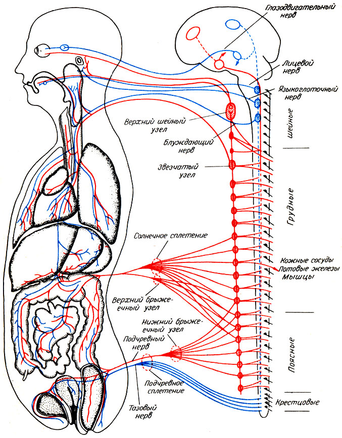 Система Нервная Вегетативная фото
