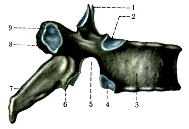 35.   (VIII). 1 - processus articularis superior; 2 - fovea costalis superior; 3 - corpus vertebrae; 4 - fovea costalis inferior; 5 - incisura vertebralis inferior; 6 - processus articularis inferior; 7 - processus spinosus; 8 - processus transversus; 9 - fovea costalis transversalis