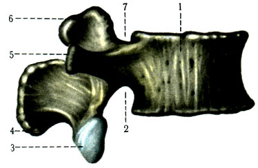 36.   (III). 1 - corpus vertebrae; 2 - incisura vertebralis inferior; 3 - processus articularis inferior; 4 - processus spinosus; 5 - processus costarius; 6 - processus articularis superior; 7 - incisura vertebralis superior