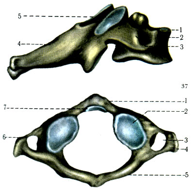 37, 38.   (VI). 1 - corpus vertebrae; 2 - tuberculum anterius; 3 - tuberculum posterius; 4 - processus spinosus; 5 - processus articularis superior. 38.   (I). 1 - arcus anterior; 2 - fovea articularis inferior; 3 - for. transversarium; 4 - processus transversus; 5 - arcus posterior; 6 - processus costarius; 7 - fovea dentis