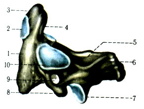 39.   (II). 1 - corpus vertebrae; 2 - fades articularis anterior; 3 - dens; 4 - fades articularis posterior; 5 - lamina arcus vertebrae; 6 - processus spinosus; 7 - processus articularis inferior; 8 - processus transversus; 9 - for. transversarium; 10 - fades articularis superior)