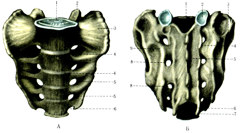 40. .  -  : 1 - basis ossis sacri; 2 - processus articularis superior; 3 - pars lateralis; 4 - lineae transversae; 5 - forr. sacralia pelvina; 6 - apex ossis sacri.  -  : 1 - canalis sacralis; 2 - processus articularis superior; 3 - tuberositas sacralis; 4 - crista sacralis intermedia; 5 - crista sacralis mediana; 6 - hiatus sacralis; 7 - cornu sacrale; 8 - forr. sacralia dorsalia; 9 - crista sacralis lateralis
