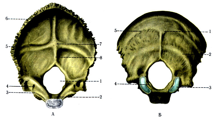 45.  .  -  : 1 - for. occipitale magnum; 2 - clivus; 3 - sulcus sinus petrosi inferioris; 4 - canalis condilaris; 5 - sulcus sinus transversa 6 - sulcus sinus sagittalis superioris; 7 - protuberantia occipitalis interna; 8 - crista occipitalis interna.  -  : 1 - protuberantia occipitalis exsterna; 2 - linea nuc-hae inferior; 3 - condylus occipitalis; 4 - pars lateralis; 5 - linea nuchae superior