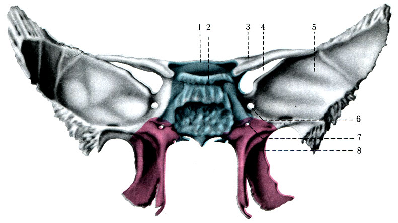 46. .   (os sphenoidale),  . 1 - corpus ossis sphenoidalis; 2 - dorsum sellae; 3 - ala minor; 4 - fissura orbitalis superiori; 5 - ala major; 6 - far. rotundum; 7 - canalis pterygoideus; 8 - processus pterygoideus