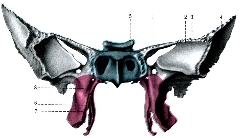 46. .   ( ). 1 - ala minor; 2 - ala major; 3 - fades orbitalis; 4 - fades temporalis; 5 - apertura sinus sphenoidalis; 6 - lamina lateralis; 7 - lamina medialis; 8 - processus pterygoideus