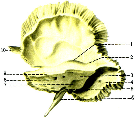 51 .    ( ). 1 - eminentia arcuata; 2 - tegmen tympani; 3 - pars petrosa; 4 - sulcus sinus sigmoidei; 5 - apertura externa canaliculi cochleae; 6 - processus styloideus; 7 - apertura externa aqueductus vestibuli; 8 - porus acusticus internus; 9 - sulcus sinus petrosi superioris; 10 - processus zygomaticus