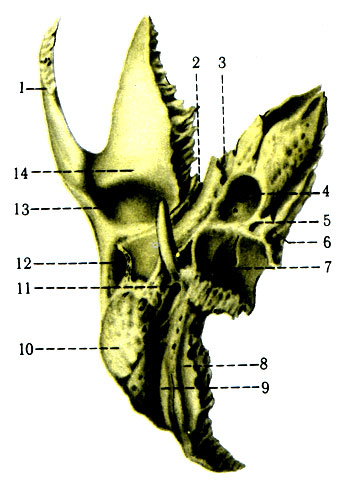 51 .    ( ). 1 - processus zygomaticus; 2 - fissura petrosquamosa; 3 - canalis musculotubarius; 4 - for. caroticum externtum; 5 - fossula petrosa; 6 - apertura externa canaliculi cochleae; 7 - fossa jugularis; 8 - sulcus arteriae occipitalis; 9 - incisura mastoidea; 10 - processus mastoideus; 11 - for, stylomastoideum; 12 - meatus acusticus externus; 13 - fossa mandibularis; 14 - tuberculum articulare