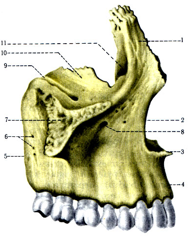 52.   . 1 - processus frontalis; 2 - incisura nasalis; 3 - spina nasalis anterior; 4 - arcus alveolaris; 5 - tuber maxillae; 6 - forr. alveolaria; 7 - processus zygomaticus; 8 - for, infraorbital; 9 - sulcus infraorbitalis; 10 - fades orbitalis; 11 - sulcus lacrimalis