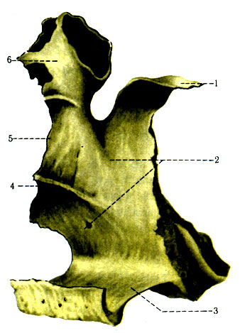 54.   (os palatinum) . 1 - processus sphenoidalis; 2 - facies nasalis; 3 - lamina horizontalis; 4 - crista conchalis; 5 - lamina perpendicularis
