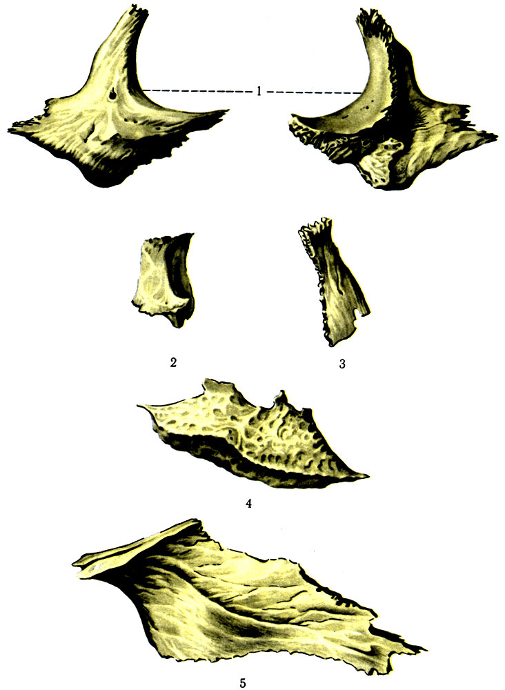 55.    . 1 - os zygomaticum; 2 - os lacrimale; 3 - os nasale; 4 - concha nasalis inferior; 5 - vomer