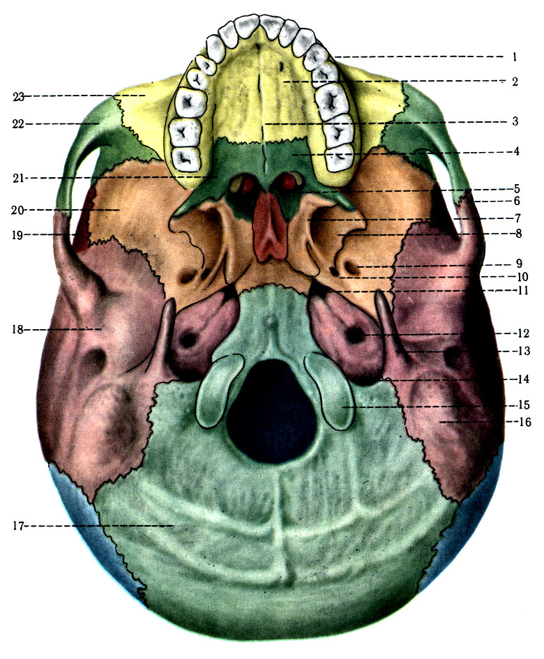 58.   . 1 - maxilla; 2 - processus palatinus; 3 - sutura palatina mediana; 4 - lamina horizontalis ossis palatini; 5 - choanae; 6 - arcus zygomaticus; 7 - lamina medialis processus pterygoidei; 8 - lamina lateralis; 9 - for. ovale; 10 - for. spinosum; 11 - for. lacerum; 12 - for. caroticum externum; 13 - processus styloideus; 14 - for. jugulare; 15 - condylus occipitalis; 16 - processus mastoideus; 17 - os occipitale; 18 - os tempo rale; 19 - os parietale; 20 - os sphenoidale; 21 - os palatinum; 22 - os zygomaticum; 23 - maxilla