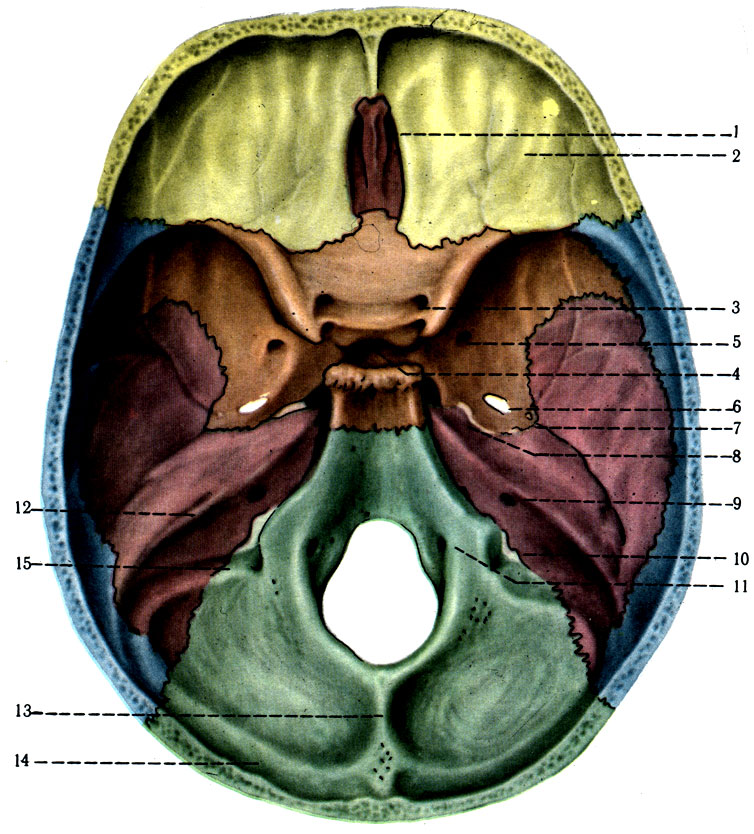 59.   . 1 - crista galli; 2 - pars orbitalis ossis frontalis; 3 - canalis opticus; 4 - fossa hypophysialis; 5 - for. rotundum; 6 - for. ovale; 7 - for. spinosum; 8 - for. lacerum. 9 - porus aciisticus internus; 10 - for. jugulare; 11 - canalis n. hypoglossis; 12 - pyramis; 13 - crista occipitalis interna; 14 - sulcus transversus; 15 - sulcus sigmoideus