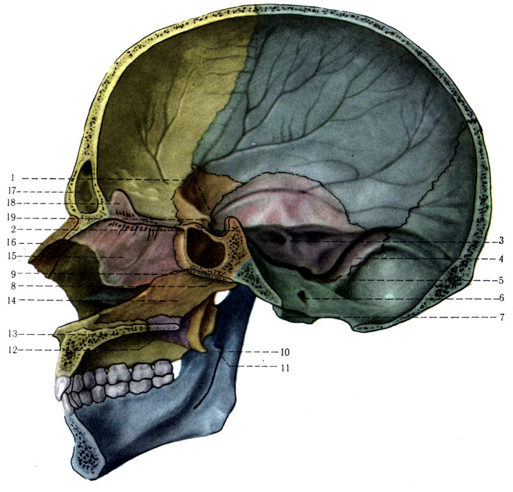 60.   . 1 - sella turcica; 2 - dorsum sellae; 3 - porus acusticus internus; 4 - sulcus sinus sigmoideus; 5 - for. jugulare; 6 - canalis n. hypoglossi; 7 - condylus occipitalis; 8 - synchondrosis sphenooccipitalis; 9 - sinus sphenoidalis; 10 - mandibula; 11 - for. mandibulars; 12 - lamina horizontalis ossis palatini; 13 - processus p ilatinus; 14 - vomer; 15 - lamina perpendicularis ossis ethmoidalis; 16 - os nasale; 17 - sinu frontalis; 18 - crista galli; 19 - for. opticum