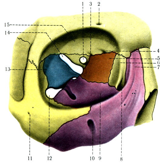 61.  . 1 - for. opticum; 2 - for. supraorbital; 3 - for. ethmoidale posterius; 4 - for. ethmoidale anterius; 5 - lamina or bi talis ossis ethmoidalis; 6 - os lacrimale; 7 - processus frontalis; 8 - sulcus lacrimalis; 9 - fades orbitalis maxillae; 10 - for. infraorbitale; 11 - for. zygomaticofacial; 12 - fissura orbitalis inferior; 13 - facies orbitalis alae majoris; 14 - fissura orbitalis superior; 15 - facies orbitalis ossis frontalis
