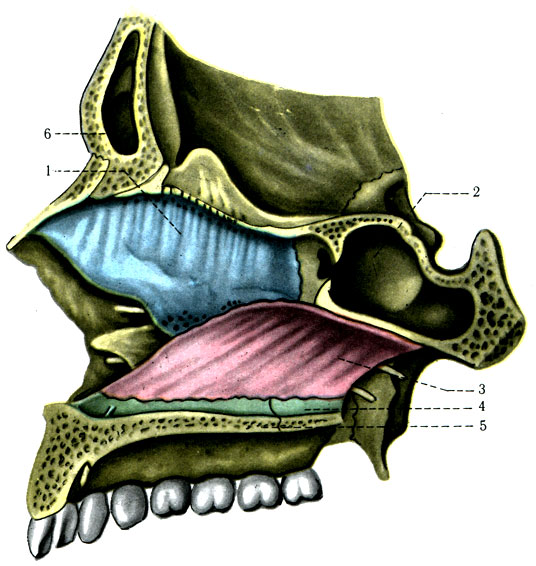62.     . 1 - lamina perpendicularis ossis ethmoidalis; 2 - sinus sphenoidalis; 3 - vomer; 4 - crista nasalis; 5 - processus palatinus maxillae; 6 - sinus frontalis