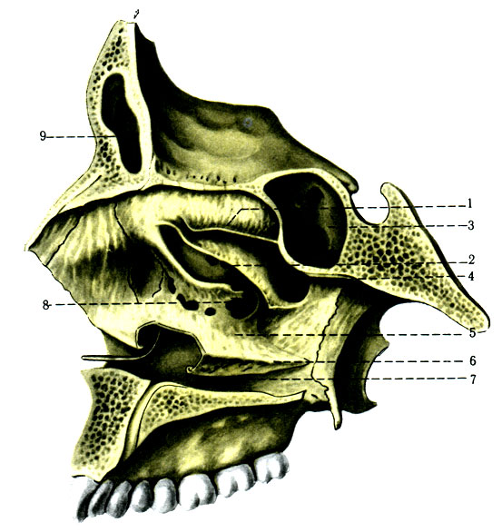 63.     . 1 - concha nasalis superior; 2 - concha nasalis media; 3 - sinus sphenoidalis; 4 - meatus nasi superius; 5 - meatus nasi medius; 6 - concha nasalis inferior; 7 - meatus nasi inferior; 8 - hiatus sinus maxillaris; 9 - sinus frontalis