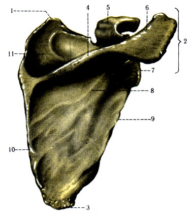 87.   ( ) ( . . ). 1 - angulus superior; 2 - angulus lateralis; 3 - angulus inferior; 4 - spina scapulae; 5 - processus coracoideus; 6 - acromion; 7 - cavitas glenoidalis; 8 - fossa infraspinata; 9 - margo lateralis; 10 - margo medialis; 11 - fossa supraspinata