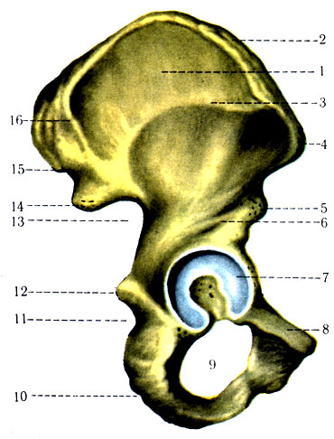 92.   . 1 - ala ossis ilii; 2 - crista iliaca; 3 - linea glutea anterior; 4 - spina iliaca anterior superior; 5 - spina iliaca anterior inferior; 6 - linea glutea inferior; 7 - acetabulum; 8 - os pubis; 9 - for. obturatum; 10 - os ischii; 11 - incisura ischiadica minor; 12 - spina ischiadica; 13 - incisura ischiadica major; 14 - spina iliaca posterior inferior; 15 - spina iliaca posterior superior; 16 - linea glutea posterior