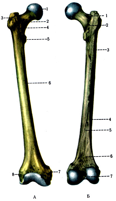 94.   .  -  : 1 - caput femoris; 2 - collum femoris; 3 - trochanter major; 4 - linea intertrochanterica; 5 - trochanter minor; 6 - corpus femoris; 7 - epicondylus medialis; 8 - epicondylus lateralis;  -  : 1 - fossa trochanterica; 2 - crista intertrochanterica; 3 - tuberositas glutea; 4 - labium laterale linea asperae; 5 - labium mediale lineae asperae; 6 - fades poplitea; 7 - fossa intercondylaris