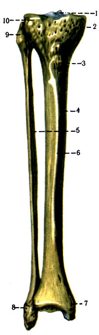 95.    . 1 - eminentia intercondylaris; 2 - condylus medialis; 3 - tuberositas tibiae; 4 - tibia; 5 - fibula; 6 - margo anterior; 7 - malleolus medialis; 8 - malleolus lateralis; 9 - apex capitis fibulae; 10 - condylus lateralis tibiae