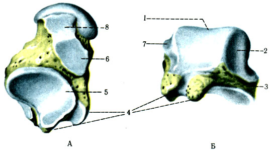 97.  .  -  ;  -  : 1 - trochlea tali; 2 - fades maleolaris lateralis; 3 - processus lateralis tali; 4 - processus posterior tali; 5 - fades aticularis calcanea posterior; 6 - facies articularis calcanea media; 7 - fades malleolaris medialis; 8 - fades articularis calcanea anterior
