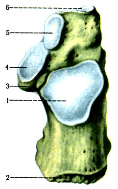 98.   . 1 - fades articularis talaris posterior; 2 - tuber calcanei; 3 - sustentaculum tali; 4 - fades articularis talaris media; 5 - fades articularis talaris anterior; 6 - fades articularis cuboidea