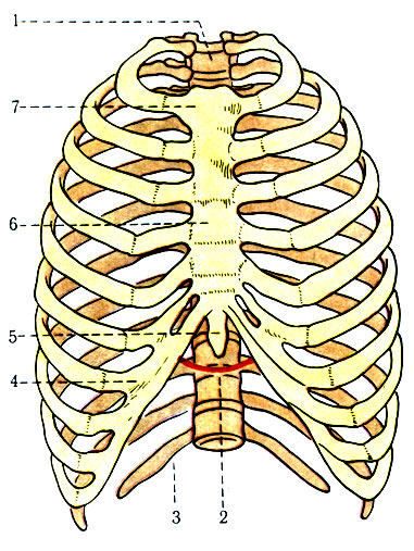 112.    ( ). 1 - apertura thoracis superior; 2 - angulus infrasternalis; 3 - apertura thoracis inferior; 4 - arcus costalis; 5 - processus xiphoideus; 6 - corpus sterni; 7 - manubrium sterni