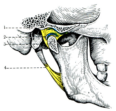 115.  -  ( ). 1 - fossa mandibularis; 2 - discus articularis; 3 - processus articularis; 4 - lig. stylomandibular