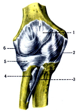 125.   . 1 - capsula articularis; 2 - lig. collaterale ulnare; 3 - chorda obliqua; 4 - tendo m. bicipitis brachii; 5 - lig. armlare radii; 6 - lig. collaterale radiale