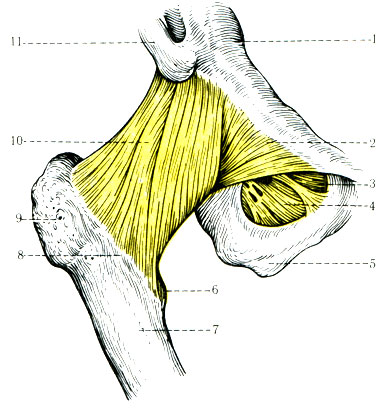 142.    ( ). 1 - eminentia iliopubica; 2 - lig. pubocapsulare; 3 - canalis obturatorius; 4 - membrana obturatoria; 5 - tuber ishciadicum; 6 - trochanter minor; 7 - corpus femoris; 8 - Hnea intertrochanterica; 9 - trochanter major; 10 - lig. iliofemorale; 11 - spina iliaca anterior inferior