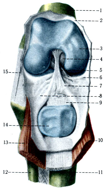 146.   . 1 - femur; 2 - capsula aritcularis; 3 - condylus medialis femoris; 4 - lig. cruciatum posterius; 5 - lig. cruciatum anterius; 6 - meniscus medialis; 7 - plica sinovialis infrapatellaris; 8 - plicae alares; 9 - lig. patellae; 10 - m. quadriceps femoris; 11 - tibia; 12 - fibula; 13 - m. quadriceps femoris; 14 - patella; 15 - licrcollaterale fibulare