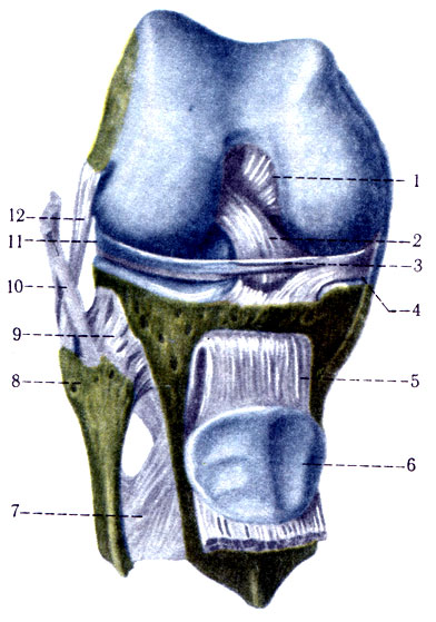 147.    ( . . ). 1 - lig. cruciatum posterius; 2 - lig. cruciatum anterius; 3 - lig. transversum genus; 4 - meniscus medialis; 5 - lig patellae; 6 - facies articularis; 7 - membrana interossea cruris; 8 - caput fibulae; 9 - lig. capitis fibulae; 10 - tendo m. bicipitis femoris; 11 - meniscus lateralis. 12 - lig. collaterale fibulare