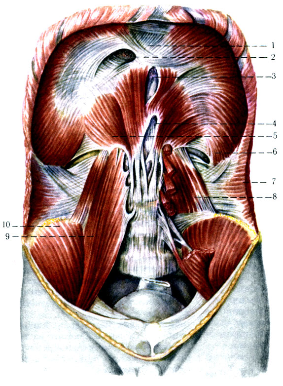 167.       ( . . ). 1 - centrum tendineum; 2 - for. venae cavae inferioris; 3 - hiatus esophageus; 4 - hiatus aorticus; 5 - pars lumbalis; 6 - pars costalis; 7 - m. transversus abdominis; 8 - m. qudratus lumborum; 9 - psoas major; 10 - m. iliacus