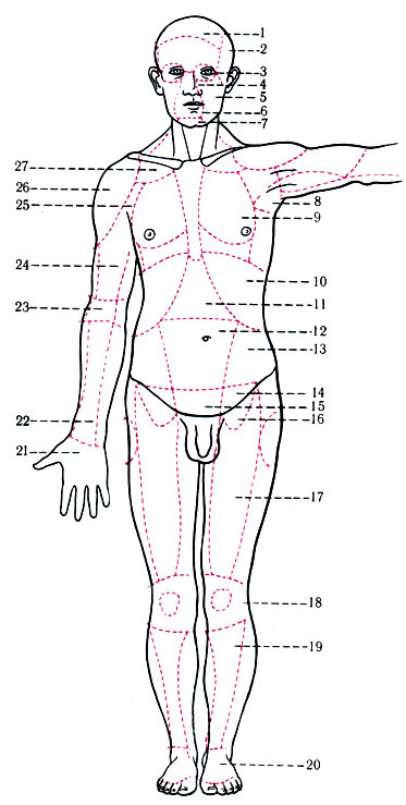 168.    . 1 - regio frontalis; 2 - r. temporalis; 3 - r. orbitalis; 4 - r. nasalis; 5 - r. buccalis; 6 - r. orbitalis; 7 - r. men talis; 8 - fossa axillaris; 9 - r. mammalis; 10 - r. hypochondrica sinistra; 11 - r. epigastricsa, 12 - r. umbilicalis; 13 - r. lateralis; 14 - r. inguinal is; 15 - r. publica; 16 - trigonum femorale; 17 - r. femoralis anterior; 18 - r. genus anterior; 19 - r. cruris anterior; 20 - dorsum pedis; 21 - palma manus; 22 - r. antebrachii anterior; 23 - r. cubiti anterior; 24 - r. brachii anterior; 25 - r. axillaris; 26 - r. deltoidea; 27 - r. infraclavicularis