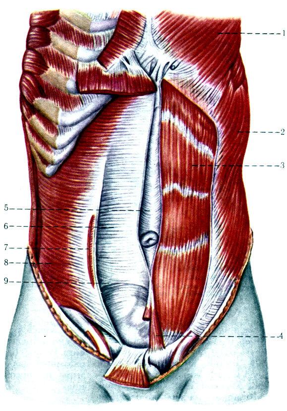 169.     . 1 - m. pectoralis major; 2 - m. oblfquus abdominis externus; 3 - m. rectus abdominis; 4 - m. pyramidalis; 5 - linea alba; 6 - vagina m. recti abdominis; 7 - linea semicircularis; 8 - m. transversus abdominis; 9 - linea semilunaris