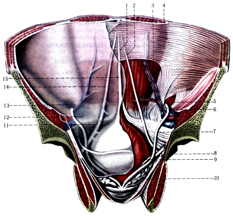 173.       . 1 - lig. umbilicale medianum; 2 - lig. umbilicale laterale; 3 - vagina m. recti abdominis; 4 - m. rectus abdominis; 5 - anulus inguinalis profundus; 6 - lig. interfoveolare; 7 - ductus defferens; 8 - ureter; 9 - vesica urinaria; 10 - vesica seminalis; 11 - fossa supravesical; 12 - fossa inguinalis medialis; 13 - fossa ingu inalis lateralis; 14 - plica umbilicalis lateralis; 15 - plica umbilicalis mediana