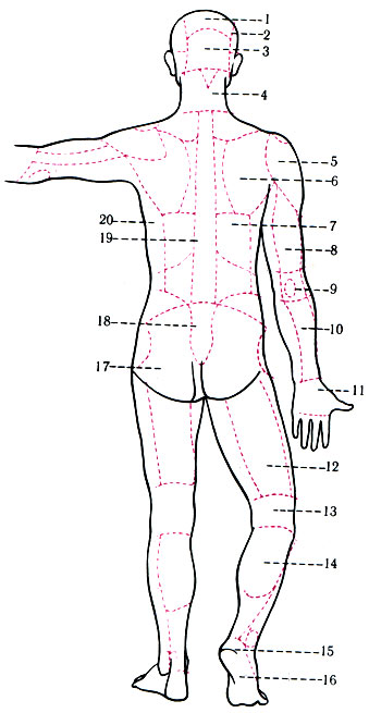 174.    . 1 - regio parietalis; 2 - r. temporalis; 3 - r. occipitalis; 4 - r. colli posterior; 5 - r. deltoides; 6 - r. scapularis; 7 - r. infrascapularis; 8 - r. brachii posterior; 9 - r. cubiti posterior; 10 - r. antebrachii; 11 - dorsum manus; 12 - r. femoralis posterior; 13 - r. genus posterior; 14 - r. cruris posterior; 15 - r. calcanea; 16 - planta pedis; 17 - r. glutea; 18 - r. sacralis; 19 - r. vertebralis; 20 - r. lateralis