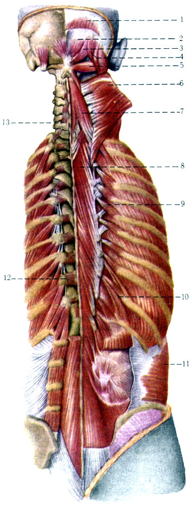 177.     . 1 - m. occipitalis; 2 - m. rectus capitis posterior minor; 3 - m. rectus capitis posterior major; 4 - m. obliquus capitis superior; 5 - m. obliquus capitis inferior; 6 - m. semispinals capitis; 7 - m. semispinalis cervicis; 8 - m. multifidus; 9 - mm. levatores costarum breves; 10 - mm. levatores costarum (longi); 11 - m. transversus abdominis; 12 - m. rotatores thoracis; 13 - m. rotatores cervicis