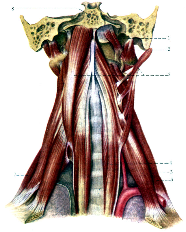 181.     . 1 - m. rectus capitis anterior; 2 - m. rectus capitis lateralis; 3 - m. longus capitis; 4 - m. longus colli; 5 - m. scalenus anterior; 6 - m. scalenus medius; 7 - m. scalenus posterior; 9 - pars basilaris