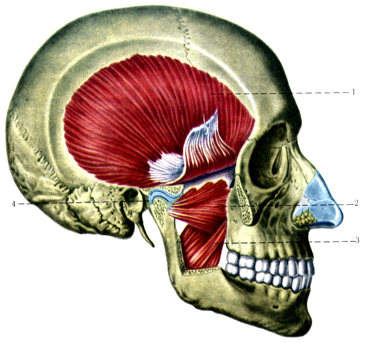 184.  . 1 - m. temporalis; 2 - m. pterygoideus lateralis; 3 - m. pterygoideus medialis; 4 - discus articularis
