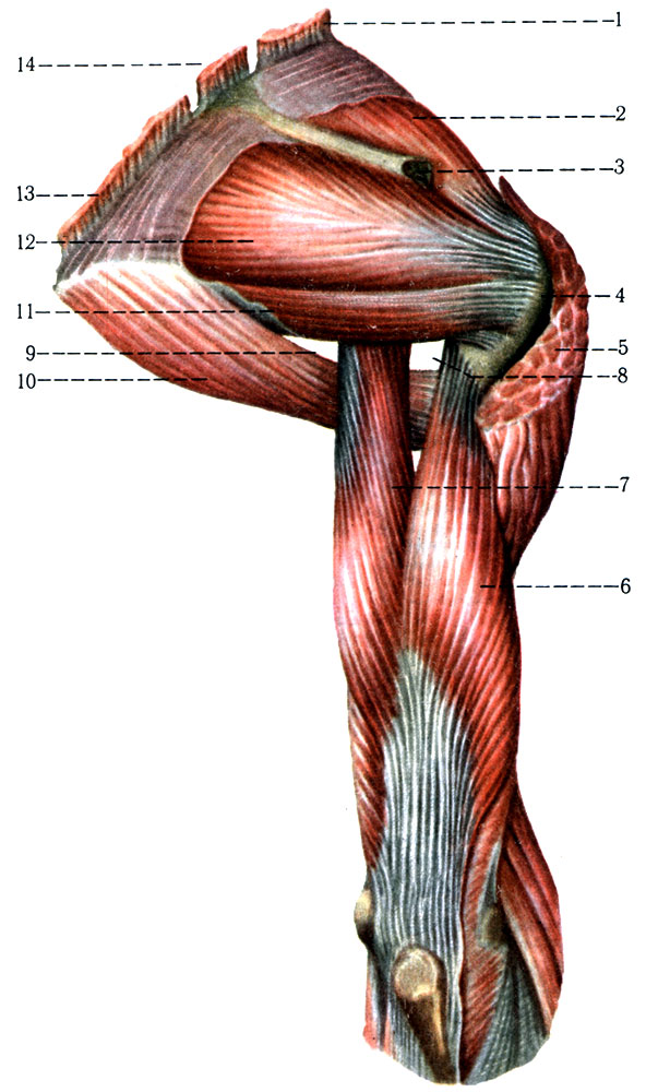 187.       . 1 - m. levator scapulae (); 2 - m. supras-pinatus; 3 - spina scapulae; 4 - tuberculum majus humeri; 5 - m. deltoideus (); 6 - caput laterale m. triceps brachii; 7 - caput longum m. triceps brachii; 10 - m. teres major; 11 - m. teres minor; 12 - m. infraspinatus; 13 - m. rhomboideus major; 14 - m. rhomboideus minor