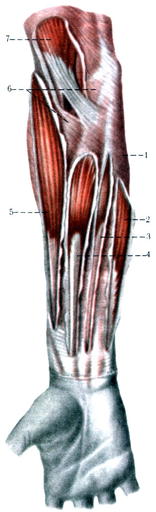 189.      ( . . ). 1 - f. anteibrachii; 2 - m. flexor carpi ulnaris; 3 - m. palmaris longus; 4 - m. flexor carpi radialis; 5 - m. brachioradialis; 6 - m. pronator teres; 7 - m. biceps brachii