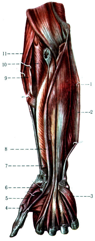 191.    ( ). 1 - m. flexor digitorum profundus; 2 - m. flexor carpi ulnaris; 3 - m. opponens digiti minimi; 4 - m. adductor pollicis; 5 - m. flexor pollicis brevis; 6 - m. abductor pollicis brevis; 7 - m. pronator quadratus; 8 - m. flexor policis longus; 9 - m. extensor carpi radialis longus; 10 - m. supinator; 11 - m. brachioradialis