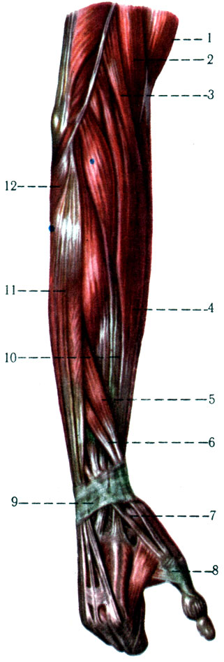 192.   . 1 - m. biceps brachii; 2 - m. brachialis; 3 - m. brachioradialis; 4 - m. extensor carpi radialis longus; 5 - m. abductor pollicis longus; 6 - m. extensor pollicis brevis; 7 - m. extensor pollicis longus; 8 - m. interosseus; 9 - m. extensor carpi radialis brevis; 10 - retinaculum extensorum; 11 - m. extensor digitorum; 12 - m. anconeus