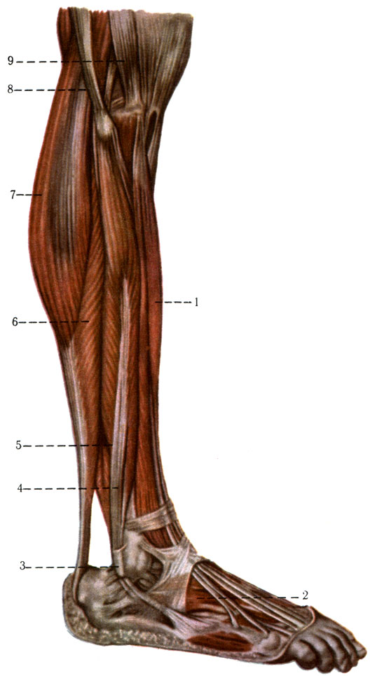 198.       . 1 - m. extensor digitorum longus; 2 - m. extensor digitorum brevis; 3 - malleolus lateralis; 4 - m. peroneus brevis; 5 - m. peroneus longus; 6 - m. soleus; 7 - m. gastrocnemius; 8 - m. biceps femoris; 9 - tractus iliotibialis